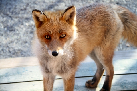 fox161