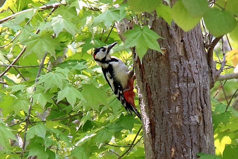 woodpecker161